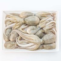 Wholesale supply of frozen baby octopus