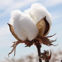 Raw cotton / Cotton yarn / Cotton yarn