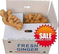 Fresh ginger 10kg/box, produced in Shandong, there are stores, hot sale