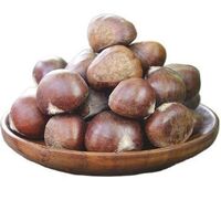 Sinofarm brand Wholesale Chinese Chestnut Raw Sweet Fresh Chestnuts Kernel