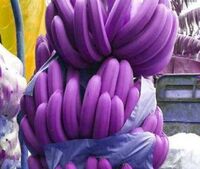 Wholesale high quality Purple Banana tissue culture seedling of banana fruit tree seedling