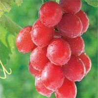 wholesale ruby roman grape plant grape seedlings grafted