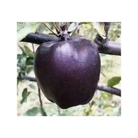 2020 Hotsale black diamond apple Malus Seedlings