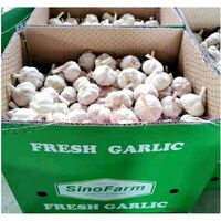 Fresh garlic Chinese new crop 2021 high quality wholesale garlic normal white alho fresco ajo from garlic exporters China