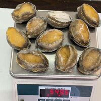 Natural frozen abalone with shell