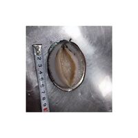 High Quality Durable Using Various Wholesale Frozen Abalone At Cheap Price