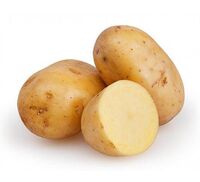 2021 new fresh holland potato