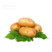 Fresh holland seed potato from China