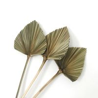 Great Quality Dried Flower Decorative Outdoor Green White Wedding Dry Small Palm Leaf Preserved Palm Leaves