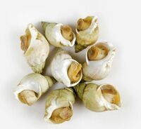 cooked frozen whelk meat(Buccinum Undatum)