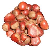 Newest crop chinese chestnuts for sale/ frozen chestnut