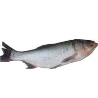 Frozen Silver Carp Fish