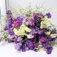 Most Popular Preserved Flowers Myosotis/ Preserved Forget- me-not for Decoration