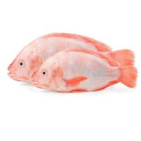 red tilapia fish