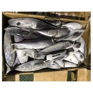 wholesale price whole frozen bonito fish for tuna bait