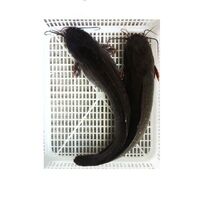 Fresh frozen catfish Clarius Fuscus