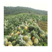 High Quality Vietnamese 100% Pineapple_Nutrition and Benefits and Cheap Price