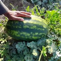 Fresh sweet watermelon for sale wholesale seedless watermelon fruit sweet watermelon and juice