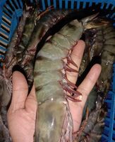 Best Wholesale Frozen Shrimp Vannamei Price White Shrimp