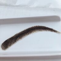 Realistic Human Hair Eyebrows - Stick On Eyebrow Wig