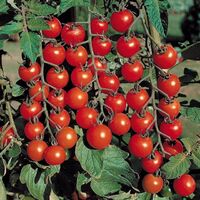 Quality Wholesale Custom Tomato Manufacturer from India to Global Sales