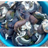 Buy Frozen Snail/FRESH Edible Snail/Dried Snail for Sale