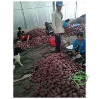 Competitive price high quality Fresh Purple Sweet Potato from Vietnam