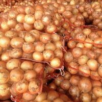 2021 new season fresh onion garlic red yellow onion white onion price per ton China fresh green onion sales