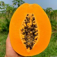Vietnamese papaya papaya fresh fruit - good quality, high quality, clean farming, prestige, attractive price