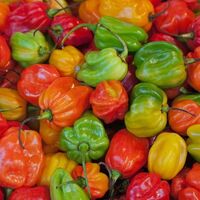 Scotch Bonnet Premium Scotch Bonnet Chili & Fresh Red Chili