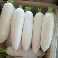 China Factory Supply Fresh Organic Vegetables Radishes White Green Fruits Radishes Price For Sale From China