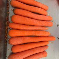 Fast shipping of high quality Premium Fresh Carrots