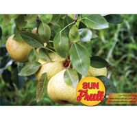 Fresh oriental pear in bulk