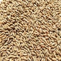 Premium rye malt brewing grain