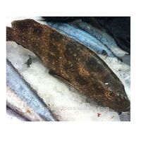 Air Freight Fresh Frozen Grouper