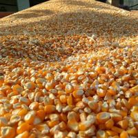 yellow corn corn animal feed