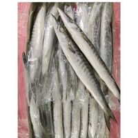 FROZEN BARRACUDA FROM INDIA