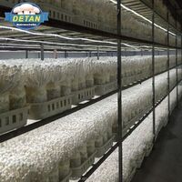 For sale Detan Seaweed / Log Mushroom Seeds