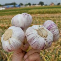 Fresh white garlic 6.0cm