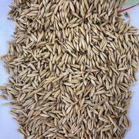 Oat Seeds / Grains / Raw / Whole / For Sale / Kernels / Flakes