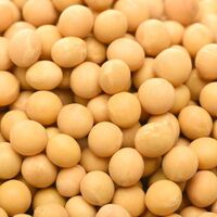 Premium Non-GMO Soybean/Non-GMO Soybeans