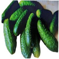 Pickled cucumbers/gherkins 3-6 CM food grade barrels/barrels/barrels FSSC22000 V5 standard