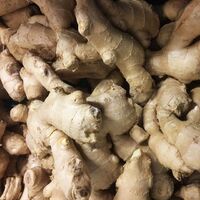 Wholesale fresh ginger factory price high quality