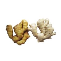 High Quality New Crop China Fresh Ginger Air Dried or Dried Ginger Root Market Price from Organic Ginger Fresh Suppliers