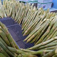Frozen Green Sugarcane Peeled Premium 0084 947 900 124