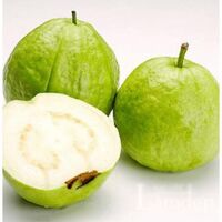 2022 Best Price and Premium Fresh Guava Bestseller in Vietnam - Wholesale Farm Products from NAVALO