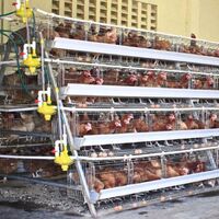 Automatic layer cages are sold in more countries