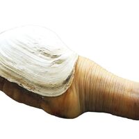 Geoduck for sale