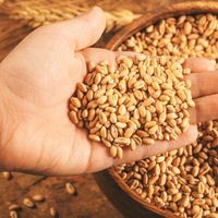 Nutrients and Fiber Natural wheat grain