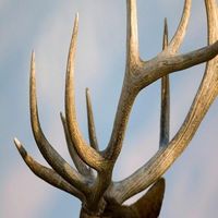 100% High Quality Antlers For Sale